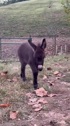 1.3K views · 30 reactions | Chubby CUTE baby donkey殺 - | Homestead Horsemanship | Facebook