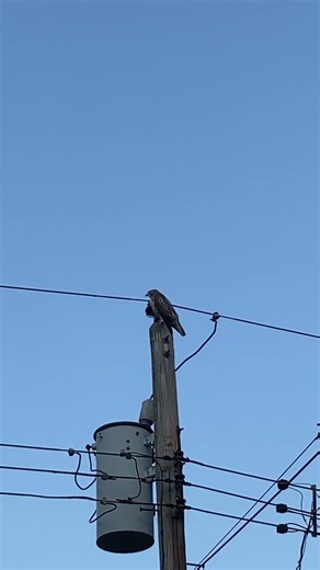Red-Tailed Hawk CALLING FROM TELEPHONE Pole #nature #wildlife #birds #animals #shortvideo #shorts