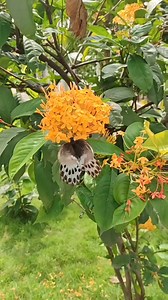 1.5K views · 22 reactions | Butterfly at garden 曆曆曆曆曆曆曆 To order our farm fresh products kindly click the link in our bio Go organic, stay healthy  Happy Gardening friends 曆 #butterfly #gardenflowers #gardening #butterflies #organicfarmer #indianfarmer #pso6 | OrganicFarmer | Facebook