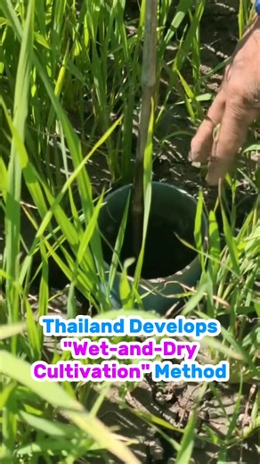 1.4K views · 19 reactions | Thailand Boosts Low-Carbon Rice Production, Fostering Green Economy & Reducing GHG #thai #thailand #prd #foprd #ไทย #กรมประชาสัมพันธ์ #เกษตร #agriculture #rice #ข้าว | PR Thai Government | Facebook