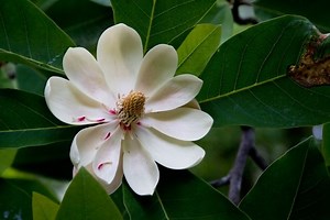 Magnolia obovata - Alchetron, The Free Social Encyclopedia