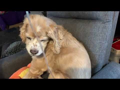 How To Give Subcutaneous Fluids to a Dog