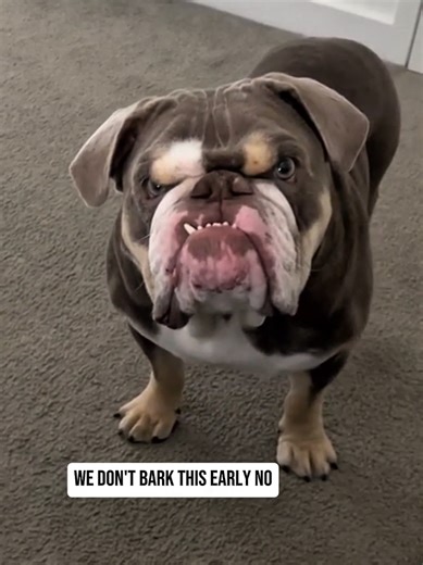 Sassy English Bulldogs Being Extra Dramatic