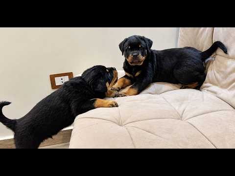 Rottweiler Puppies Playing: Can You Guess Who Started It? 😆