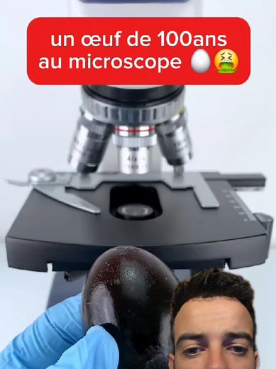 Découverte d'un œuf de 100 ans au microscope