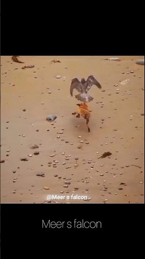 peregrine falcon vs Red fox #trendingshorts #falcon #hunting #peregrinefalcon