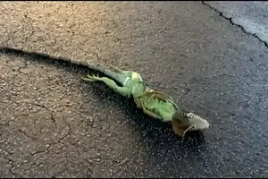137K views · 1.4K reactions | The winter temperatures have frozen iguanas falling from trees in South Florida. | FOX8 | Facebook