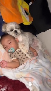 59K views · 1.9K reactions | Baby napping  with doggie #baby #Love #dog #fyp | Baby And Dog | Facebook
