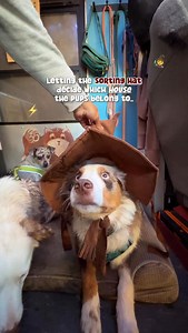 The Sorting Hat has spoken, and the doggos are officially grouped into their chosen houses! 🧙🏼 & of course we have to feature Bellatrix and Sirius (yes, those really are their names — inspired by Harry Potter!) | ruffandpuffyyc