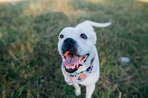 Debunking the 5 most common myths about the American bulldog