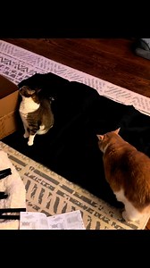 Anyone else’s cats need to be into everything 😂 | The Big House Cats