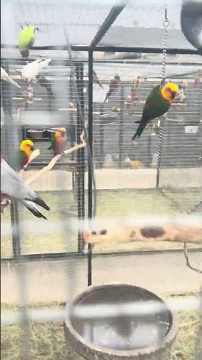 Why Black-headed Caiques Are the Funniest Parrots You'll Ever Meet! 🦜😂