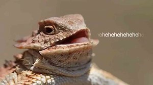 The truth about creating dinosaurs from ancient DNA