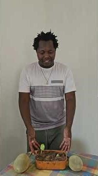 sementeira das sementes de adansonia digitata (baobá)