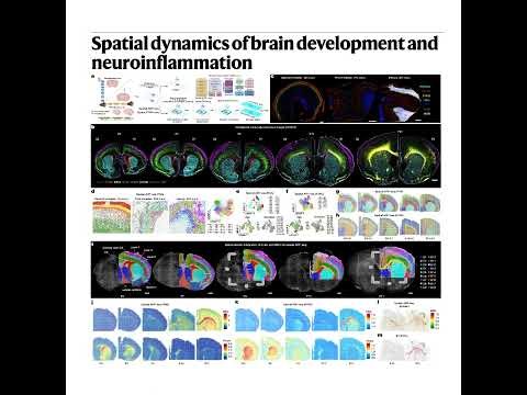 261-Spatial Atlas of Brain Development and Neuroinflammation