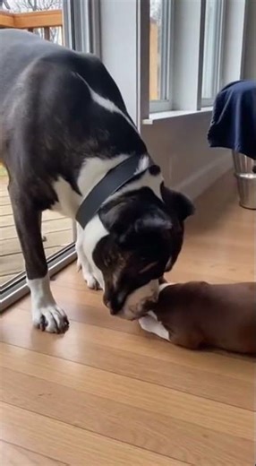 Fake Sleep Pitbull 😂 #dogshorts #funnyanimals #canecorso #pitbulllove #viral , funny dog kiss prank