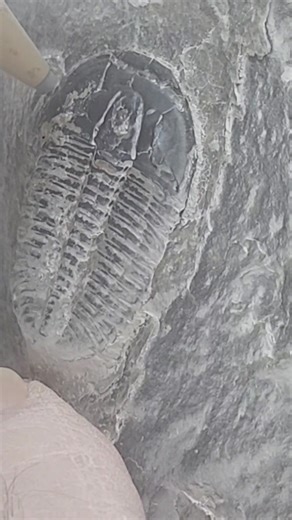 Gene, cleaning one of his Elrathia. | U-Dig Fossils