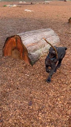 Cane Corso Puppy Dog Park Joy 🐶💛 | Playing With Other Puppies & Happy Vibes