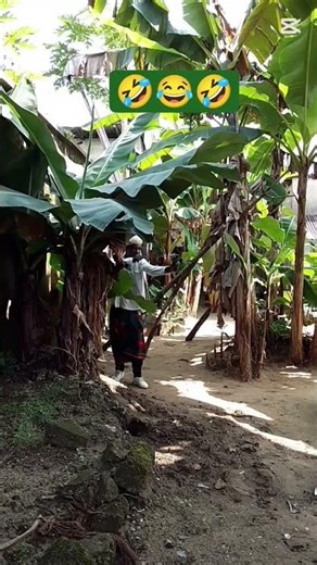 the guy on pawpaw tree 🌴 🤣😂🤣😂😂 #goviral #funny