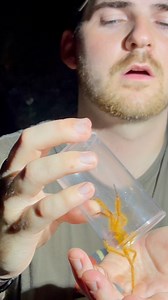 David Bowie spider anyone? The David Bowie spider is one of the largest and most charismatic true spiders in all of Southeast Asia. These massive arachnids are nomadic hunters, slowly creeping through the jungle on the hunt for prey. They are agile hunters and capable of some impressive feats of agility as seen here which makes them deadly nocturnal assassins for many species of smaller animals. They were easily one of our top arachnid targets for our trip to Thailand and I couldn’t have been ha