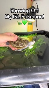 17K views · 1.6K reactions | my irl Pokémon!    ~~~~~~~~~~~~~~~~~~~~~~~~~ #turtle #turtles #terrapin #terrapins #pokemoncards #diamondbackterrapin #mondays #crown #reptile #reptiles #petsofinstagram #Pokémon #cute #babyturtles #aquascape #pond #ponds #koi #fishkeepers #fish #fishkeeping #concentricterrapin #ornate #concentric #colors #beautiful #pokemon #wildlife #petsofinstagram #reptilekeeping #aesthetic | DanTheTurtleMan | Facebook