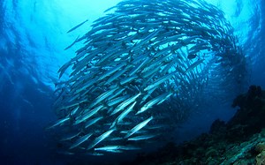 虚幻引擎5！使用 Niagara 模拟鱼群！