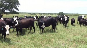 34K views · 416 reactions | Black Baldie 1st Cow Pairs,(Angus X Braford), the fancy calves are sired by Gordan Sauer UltraBlack Bulls, they are exposed back the same way most should be 3n1s.!! They r Deep South Texas running on native grass and they in Amazing Body Condition! $2750 buys the pairs, most are palpated 3n1's! Clay 9795416703 | CowboySales.com | Facebook