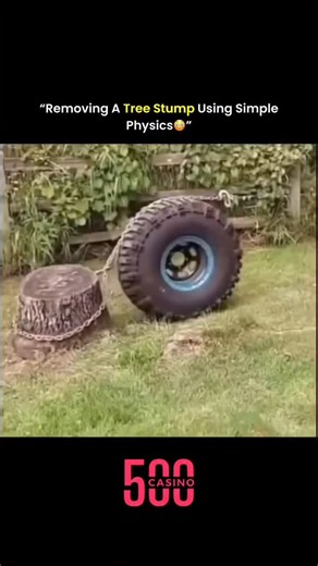 FACTS | KNOWLEDGE | Tree stumps are deeply rooted in the ground with thick taproots and wide lateral roots, making them tough to remove. While most people rely... | Instagram