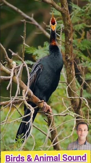 Immerse yourself in nature's symphony! 🎶 Can you name each bird and animal sound? 🐒 #Nature#Wildlife