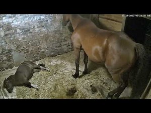 Wild never ending horse fart