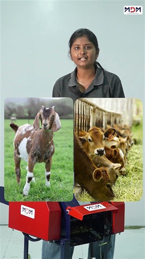 🐄 “குறைந்த நேரத்தில் அதிக Output – MASTER Chaff Cutter”