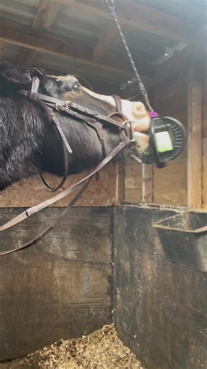 Cherishing My Horse: A Month of Unforgettable Moments