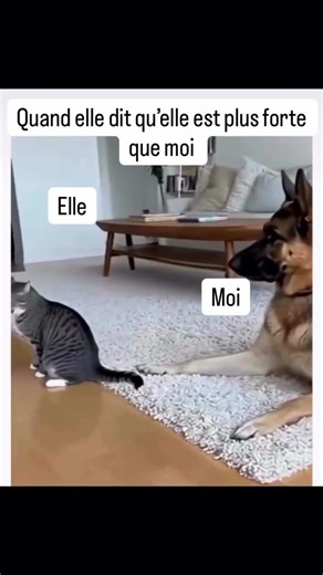 chat vs chien #snapdrole #humour #memes #duo #funny #drole #sketch #standup #humor