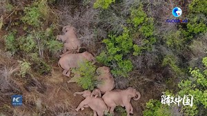 15 wild Asian elephants in southwest China's Yunnan Province have traveled approximately 500 km from their forest home in Xishuangbanna Dai Autonomous Prefecture. During this trek, authorities and the public have joined hands to escort the herd. #ChinaFromAbove | China Xinhua News