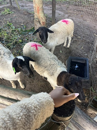 Dorper Breeding Ewes for Sale in South Africa