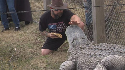 Did Gator Country's Big Al agree with Punxsutawney Phil's prediction of 6 more weeks of winter?