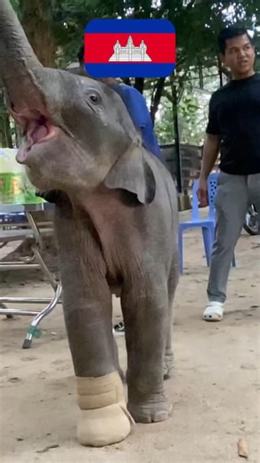 PICK YOUR CAMBODIAN ANIMAL! 😍💖 #animals