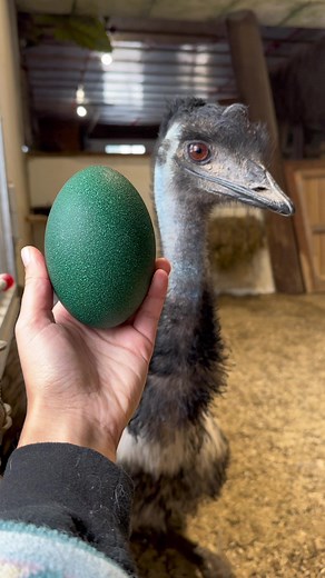 Discover the Untold Wonder of Emu Eggs - A Captivating Journey into Nature's Unique Marvel