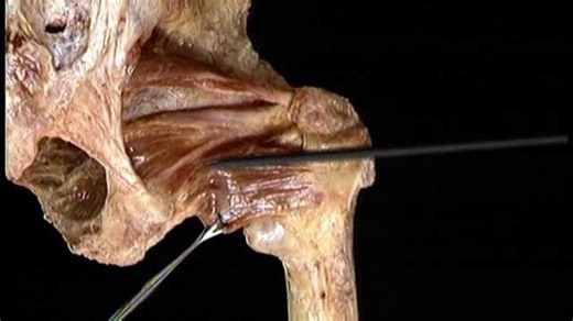 [艾氏人体解剖].Acland's.DVD.Atlas.Of.Human.Anatomy.2.Of.6.-.Lower.Extremity.DVDRip.Div