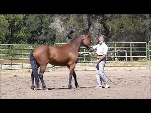 How to #train a #Wild #Mustang by The Scarpatis