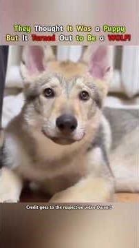 They Thought It Was a Puppy… But It Turned Out to Be a WOLF! #shorts #viral #animals
