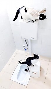 🤣🤣 | Pets Story