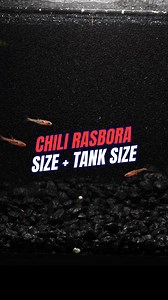Chili rasboras are one of our favorite fish here at Flip because Micro Rasboras are some of the best fish you can keep with your shrimp! Shop Chili Rasboras for sale https://bit.ly/4ikZNmk Shop ALL Rasboras https://bit.ly/3NWcXK5 Shop ALL Shrimp compatible fish https://bit.ly/3uCTk2I Other Helpful Links: 🔔 Subscribe and follow along on our journey: https://bit.ly/485ea8U 👾 Join our Discord - it’s FREE https://bit.ly/4fZkLH0 👪 Become a part of our Exclusive Shrimp Family: https://bit.ly/3GB7HH