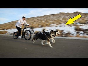 My Huskies Try Mushing for the FIRST Time!