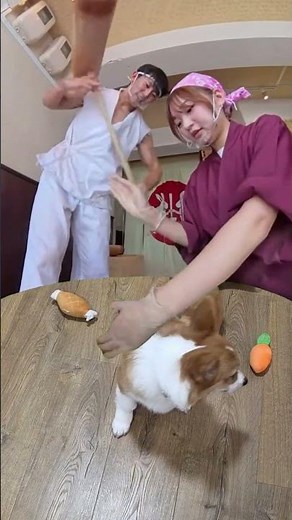 How to make a fluffy loaf corgi