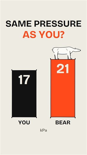 A polar bear weighs six of you. How does it walk on sea ice? #physics