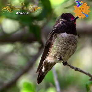 #SundayMorning Nature All Day Get out your binoculars as we take you to the Sonoran Desert in Arizona, where hummingbirds keep things humming. Videographer: Judith Lehmberg. | CBS Sunday Morning