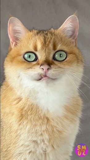 Whiskers and Frosting: The Ultimate Cake Quest! 🎂🐾