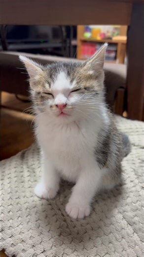 睡魔という強敵と戦う子猫 #三毛猫 #子猫 #ねこ