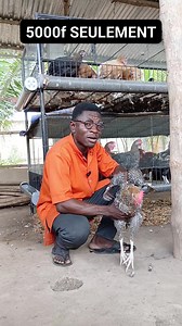 558K views · 14K reactions | 2000f en ALIMENTATION DU POULET #viralreelsfbpage #elevageponde #provendedupoulet #investiraupays #pouletlocal #elevagepoulet #pouletgoliath #provenderie #provende #agriculteurs | Frica-Poulet | Facebook